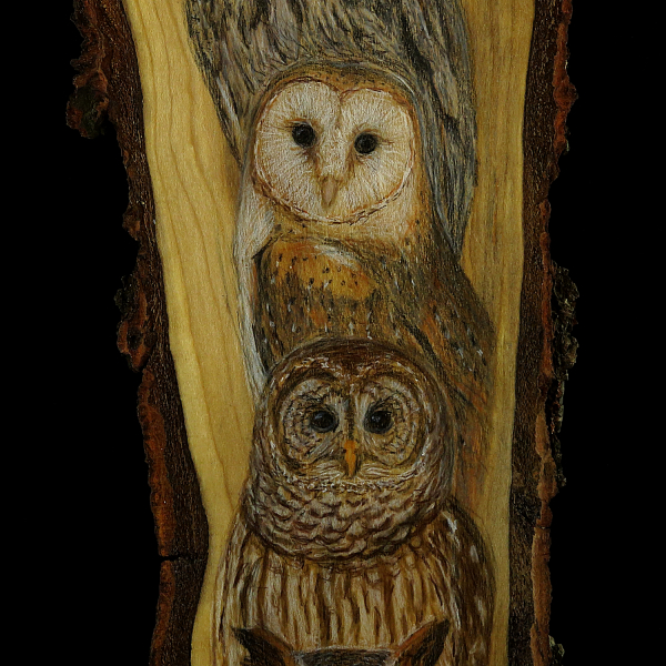 A Parliament of Owls - Colored Pencil Drawing on Rustic Cherry Wood