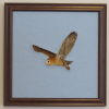 Barn Owl Needle Felted Wool Painting